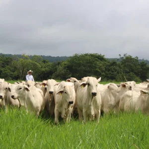 Manejo de Pasturas